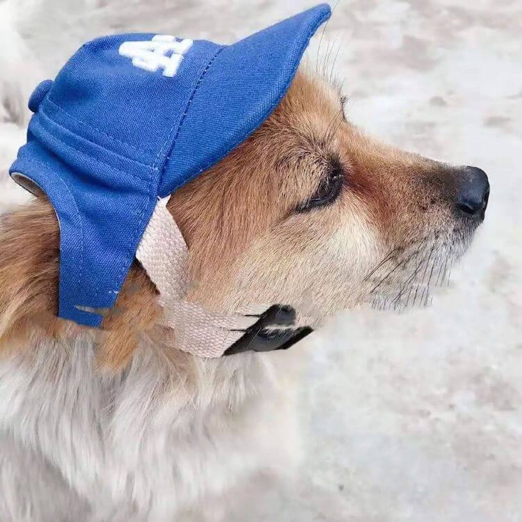 Dog baseball caps custom embroidery with logo and ear holes(wholesale)